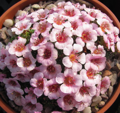 Saxifraga 'Antonia Vivaldi' 504/20